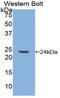 DISC1 Scaffold Protein antibody, LS-C293703, Lifespan Biosciences, Western Blot image 
