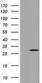 Pyrroline-5-Carboxylate Reductase 3 antibody, GTX83751, GeneTex, Western Blot image 