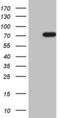 Homeobox protein NOBOX antibody, MA5-26994, Invitrogen Antibodies, Western Blot image 