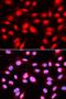 U2 Small Nuclear RNA Auxiliary Factor 2 antibody, LS-C331774, Lifespan Biosciences, Immunofluorescence image 