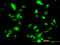Formimidoyltransferase-cyclodeaminase antibody, LS-C133664, Lifespan Biosciences, Immunofluorescence image 