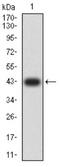 SWI/SNF Related, Matrix Associated, Actin Dependent Regulator Of Chromatin, Subfamily A, Member 1 antibody, NBP2-61882, Novus Biologicals, Western Blot image 