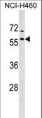 DnaJ Heat Shock Protein Family (Hsp40) Member A4 antibody, LS-C159470, Lifespan Biosciences, Western Blot image 
