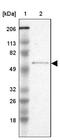 Serpin Family F Member 2 antibody, NBP1-90305, Novus Biologicals, Western Blot image 