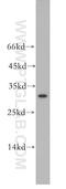 Leukocyte Immunoglobulin Like Receptor A5 antibody, 18821-1-AP, Proteintech Group, Western Blot image 