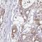 NP2 antibody, FNab05828, FineTest, Immunohistochemistry paraffin image 