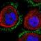 CD99 antigen-like protein 2 antibody, NBP1-85737, Novus Biologicals, Immunocytochemistry image 
