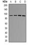 MDM2 Proto-Oncogene antibody, orb338882, Biorbyt, Western Blot image 