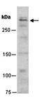 Jumonji Domain Containing 6, Arginine Demethylase And Lysine Hydroxylase antibody, orb67062, Biorbyt, Western Blot image 