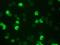 BrdU antibody, BM6048P, Origene, Immunofluorescence image 