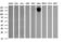 CD45 antibody, TA506045, Origene, Western Blot image 
