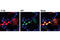 S-tag epitope tag antibody, 12774S, Cell Signaling Technology, Immunofluorescence image 