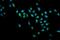 Survival Of Motor Neuron 2, Centromeric antibody, PB9398, Boster Biological Technology, Immunofluorescence image 
