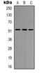 Hnf-4 antibody, orb338861, Biorbyt, Western Blot image 