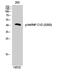 Heterogeneous Nuclear Ribonucleoprotein C (C1/C2) antibody, A02726S260, Boster Biological Technology, Western Blot image 