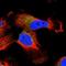 Intraflagellar Transport 46 antibody, NBP1-89910, Novus Biologicals, Immunocytochemistry image 