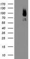 Mama antibody, TA503457S, Origene, Western Blot image 
