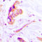 Caspase 3 antibody, LS-C351925, Lifespan Biosciences, Immunohistochemistry frozen image 