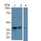Cathepsin Z antibody, LS-C726155, Lifespan Biosciences, Western Blot image 