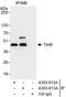 TIA1 Cytotoxic Granule Associated RNA Binding Protein Like 1 antibody, A303-612A, Bethyl Labs, Immunoprecipitation image 