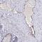 Abhydrolase Domain Containing 16A antibody, PA5-63596, Invitrogen Antibodies, Immunohistochemistry paraffin image 