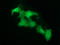 Serine dehydratase-like antibody, LS-C787469, Lifespan Biosciences, Immunofluorescence image 