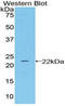 Lipocalin 2 antibody, LS-C305347, Lifespan Biosciences, Western Blot image 