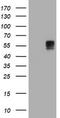 B And T Lymphocyte Associated antibody, TA505688AM, Origene, Western Blot image 