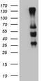 IKAROS Family Zinc Finger 3 antibody, TA804528S, Origene, Western Blot image 