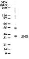 UNG1 antibody, PA1-41024, Invitrogen Antibodies, Western Blot image 