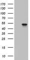 Keratin 20 antibody, CF802655, Origene, Western Blot image 