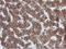 Protein disulfide-isomerase A4 antibody, LS-C797551, Lifespan Biosciences, Immunohistochemistry frozen image 