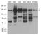 Helicase Like Transcription Factor antibody, LS-C796594, Lifespan Biosciences, Western Blot image 