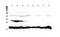 Peptidylprolyl Isomerase B antibody, A03229, Boster Biological Technology, Western Blot image 