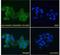 A-Kinase Anchoring Protein 9 antibody, NB100-1517, Novus Biologicals, Immunocytochemistry image 