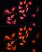 Late Endosomal/Lysosomal Adaptor, MAPK And MTOR Activator 1 antibody, GTX65564, GeneTex, Immunofluorescence image 