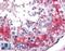 GAPDH antibody, LS-B2536, Lifespan Biosciences, Immunohistochemistry frozen image 