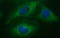 CD22 Molecule antibody, LS-C338114, Lifespan Biosciences, Immunofluorescence image 