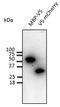 V5 epitope tag antibody, LS-C204264, Lifespan Biosciences, Western Blot image 