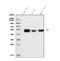 Serine Hydroxymethyltransferase 1 antibody, M02944, Boster Biological Technology, Western Blot image 