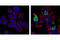 Caspase 3 antibody, 9661S, Cell Signaling Technology, Immunocytochemistry image 