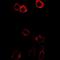 Hydroxysteroid 17-Beta Dehydrogenase 2 antibody, orb378109, Biorbyt, Immunofluorescence image 