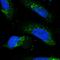 Oligoribonuclease, mitochondrial antibody, HPA038450, Atlas Antibodies, Immunofluorescence image 