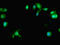 Phosphatidylinositol 3,4,5-trisphosphate-dependent Rac exchanger 1 protein antibody, LS-C679146, Lifespan Biosciences, Immunofluorescence image 