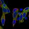 Growth Associated Protein 43 antibody, HPA013392, Atlas Antibodies, Immunofluorescence image 