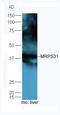 Mitochondrial Ribosomal Protein S31 antibody, orb185299, Biorbyt, Western Blot image 