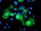 Ret Finger Protein Like 3 antibody, NBP2-02034, Novus Biologicals, Immunofluorescence image 