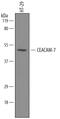 Carcinoembryonic Antigen Related Cell Adhesion Molecule 7 antibody, BAF4478, R&D Systems, Western Blot image 