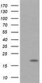 Ubiquitin-conjugating enzyme E2 G2 antibody, CF505262, Origene, Western Blot image 