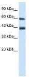 Tripartite Motif Containing 31 antibody, TA337307, Origene, Western Blot image 